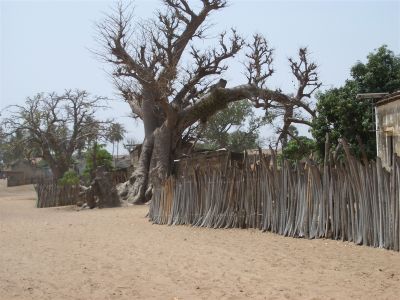 Baobab-Baum im Dorf